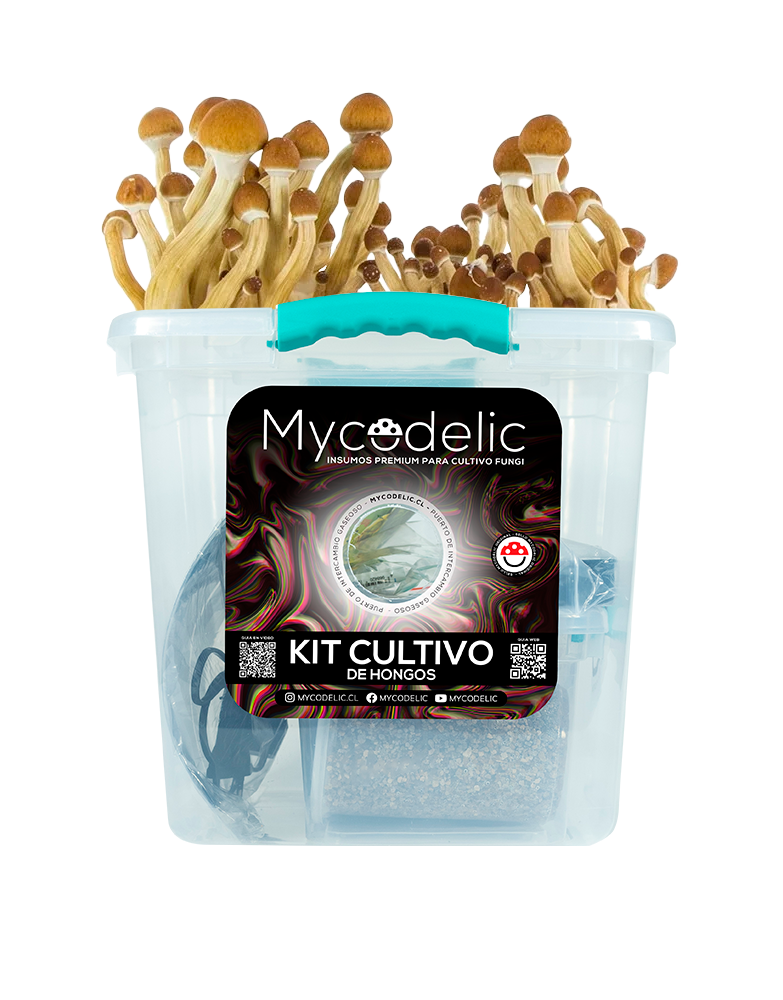 Kit Cultivo de Hongos 160g - Explosivo