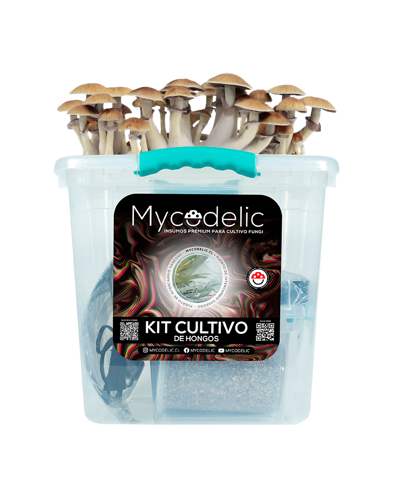 Kit Cultivo de Hongos 80g - Explosivo
