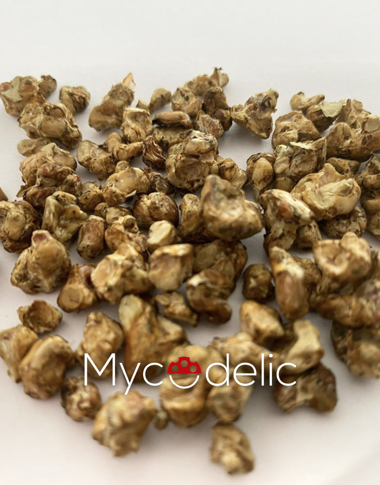 Psilocybe Tampanensis (Trufera) - Jeringa de Esporas 10ml
