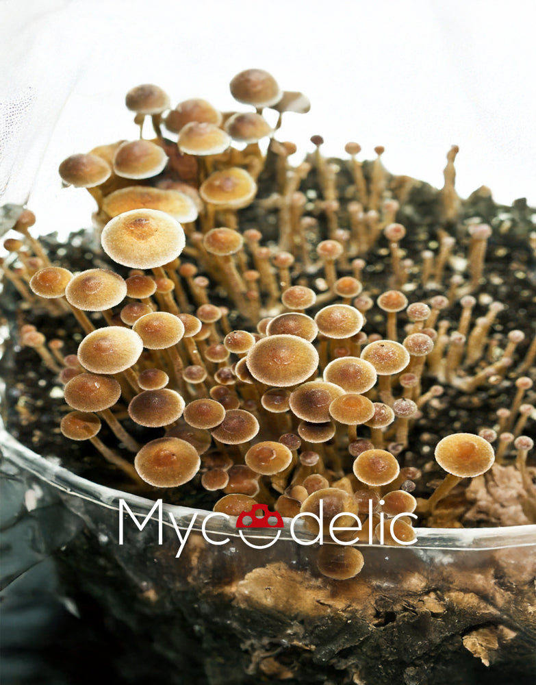 Psilocybe Tampanensis (Trufera) - Jeringa de Esporas 10ml