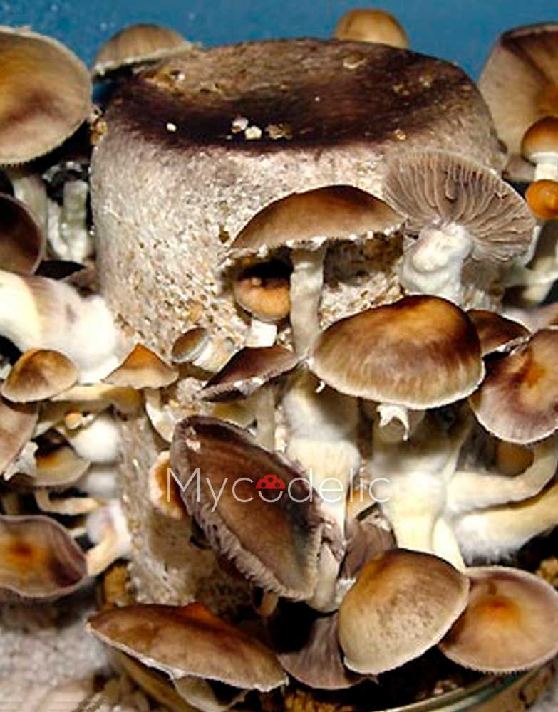 Cambodian - Jeringa de Esporas 10ml