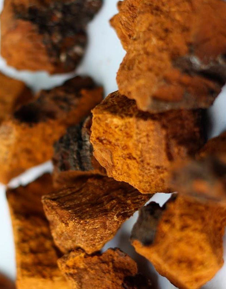Chaga 30gr – Inonotus Obliquus