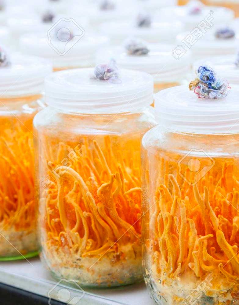 Cordyceps Militaris