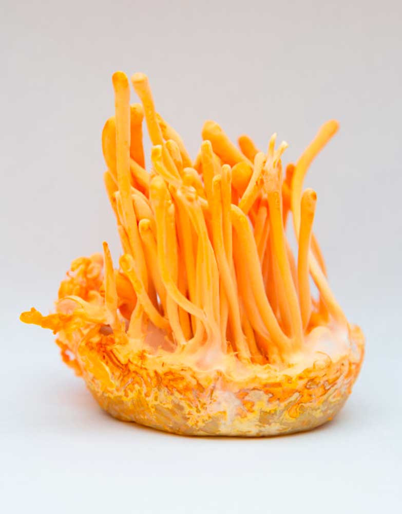 Cordyceps Militaris 30gr