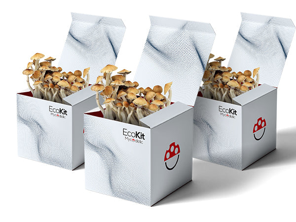 Kits Economicos