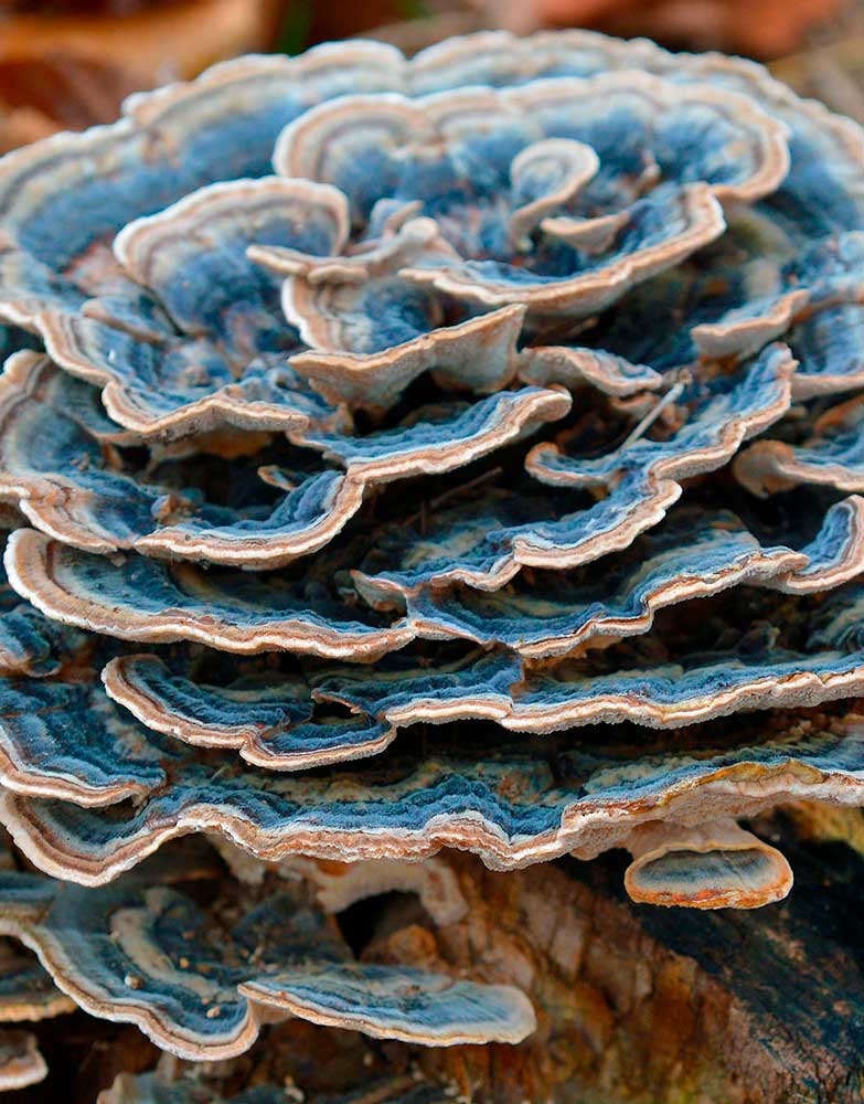 Cola de Pavo (Trametes Versicolor)