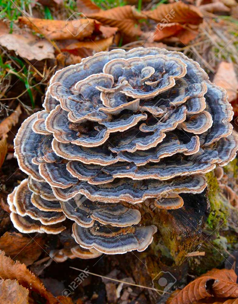 Cola de Pavo (Trametes Versicolor)