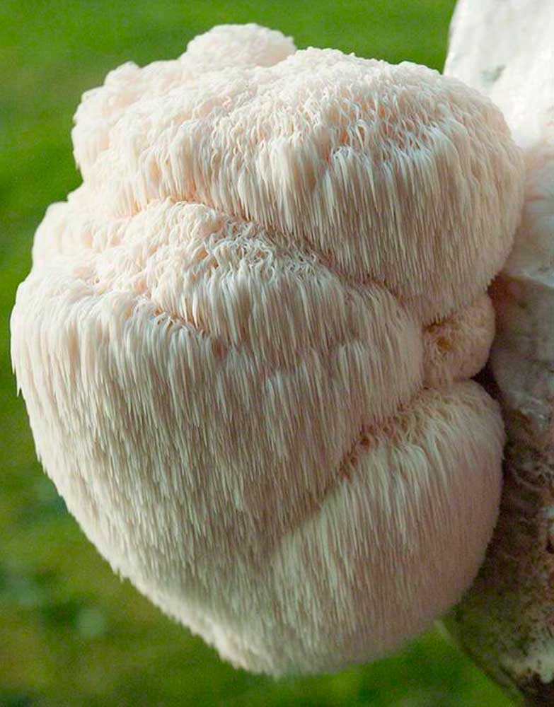 Melena de León (Hericium Erinaceus)
