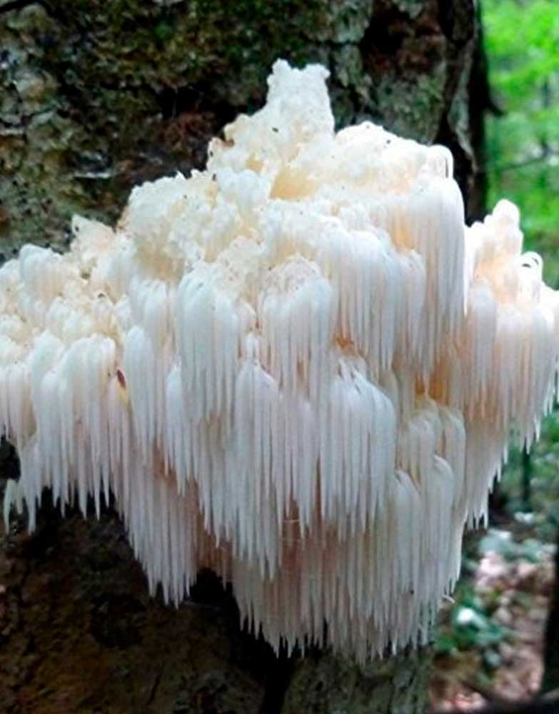 Melena de León 30ml - Hericium Erinaceus