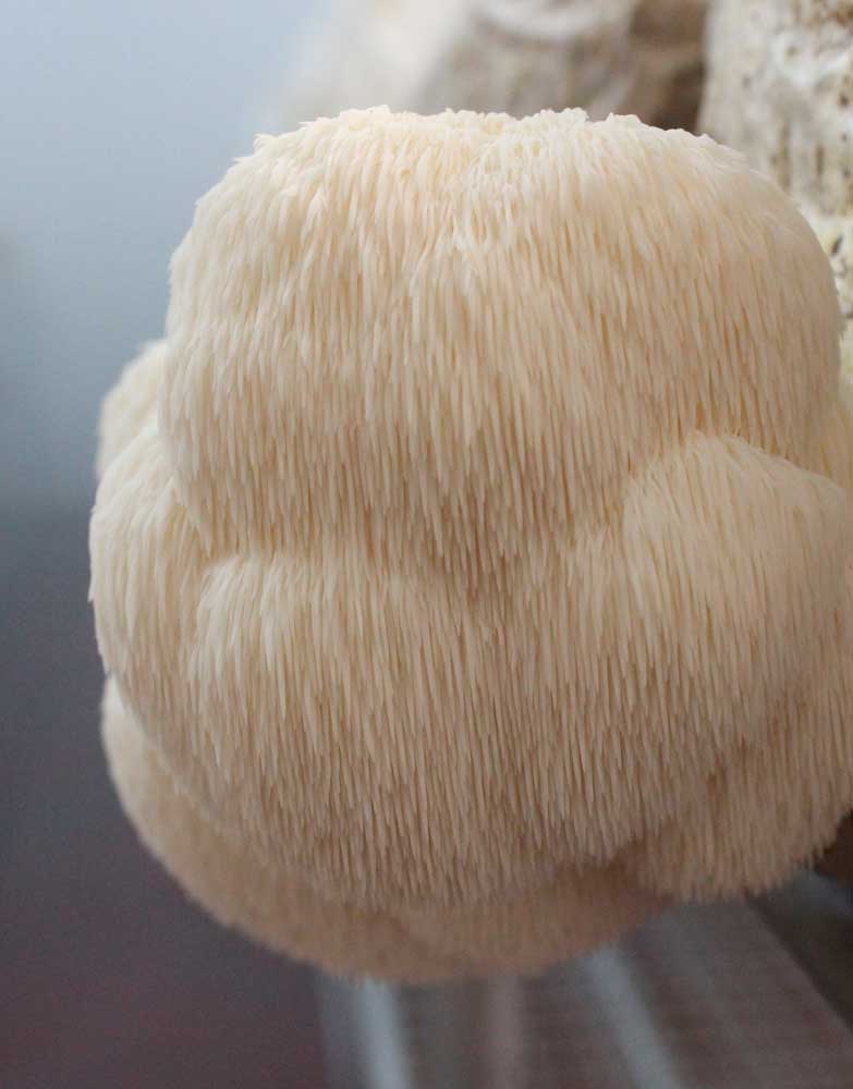 Melena de León (Hericium Erinaceus)
