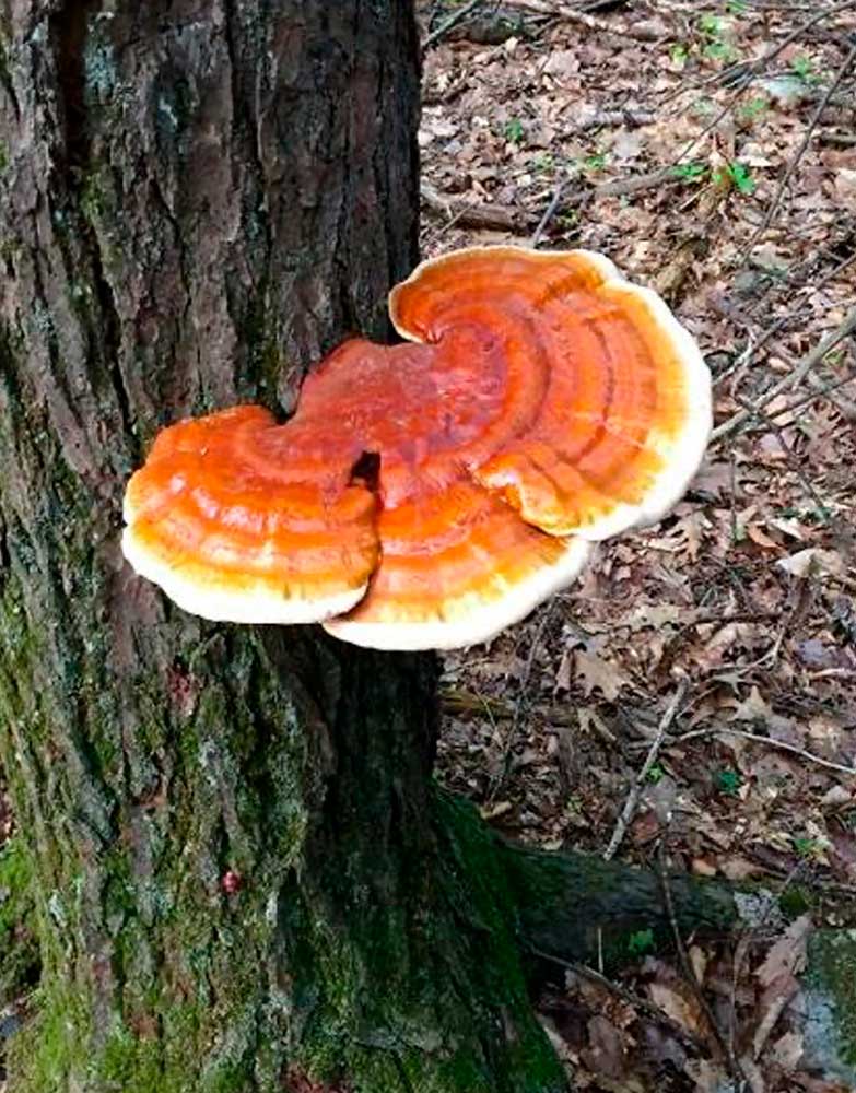 Reishi (Ganoderma lucidum)