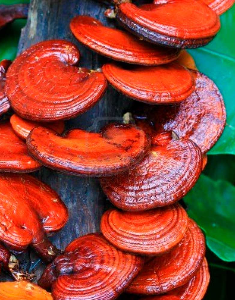 Reishi 30gr