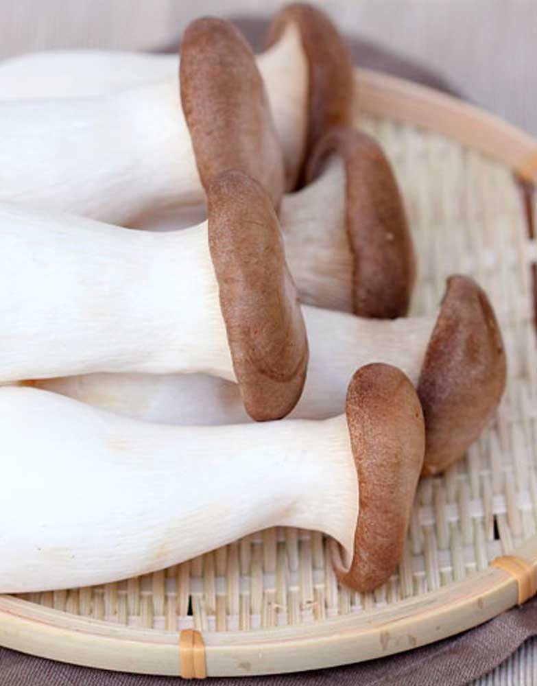 Ostra Rey (Pleurotus Eryngii)