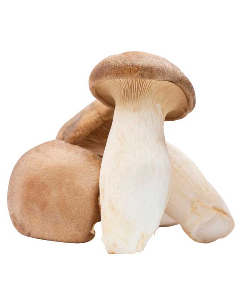Ostra Rey (Pleurotus Eryngii)