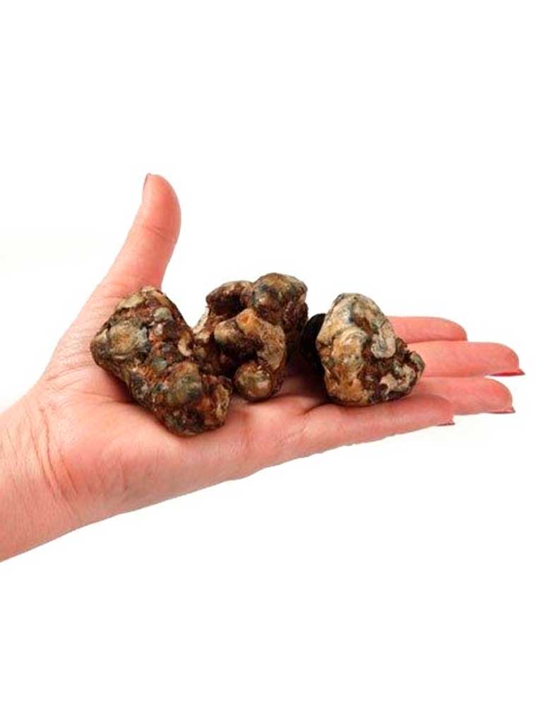 Psilocybe Atlantis (Trufera) - Jeringa de Esporas 10ml