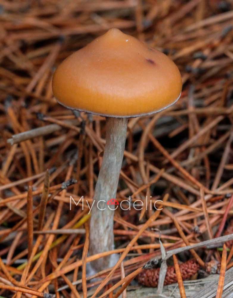 Psilocybe Azurescens - Jeringa de Esporas 10ml