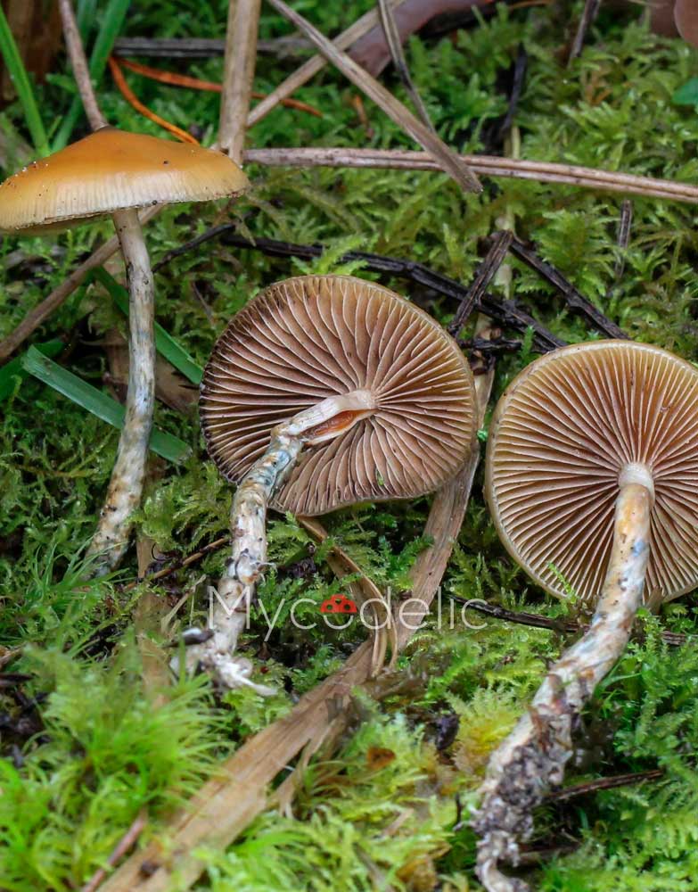 Psilocybe Azurescens - Jeringa de Esporas 10ml