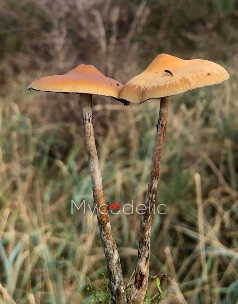 Psilocybe Azurescens - Jeringa de Esporas 10ml