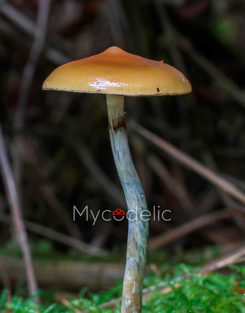 Psilocybe Azurescens - Jeringa de Esporas 10ml