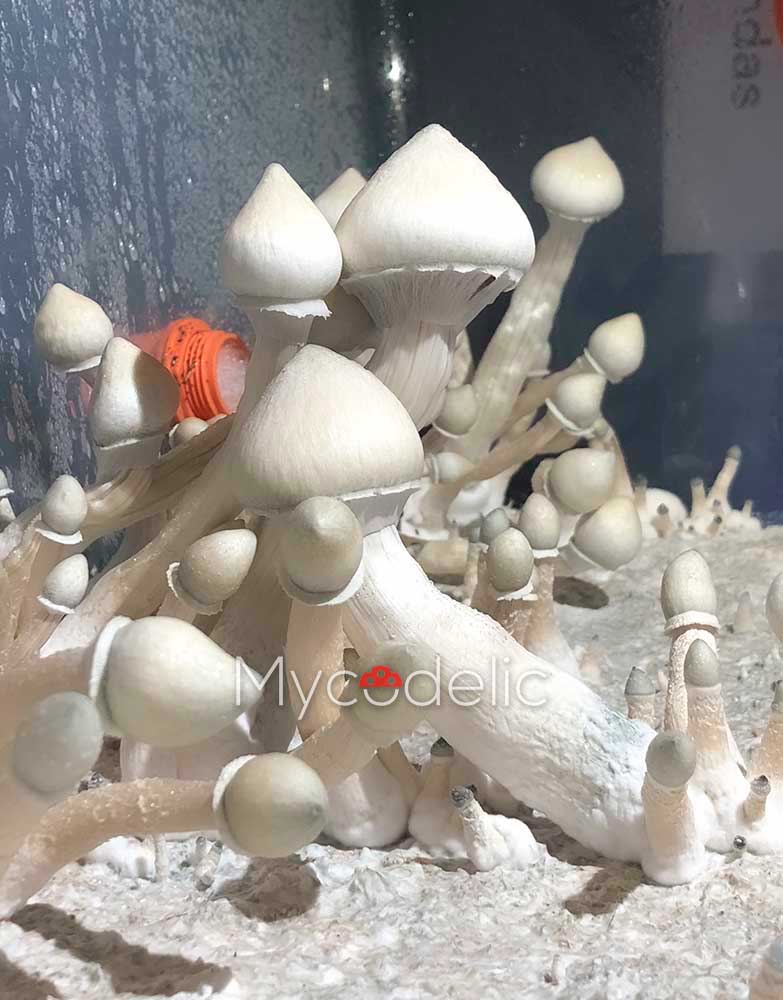 Albino A+ - Jeringa de Esporas 10ml