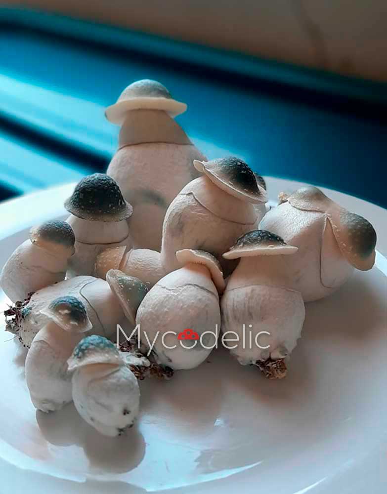 Albino Penis Envy (APE) - Jeringa de Esporas 10ml