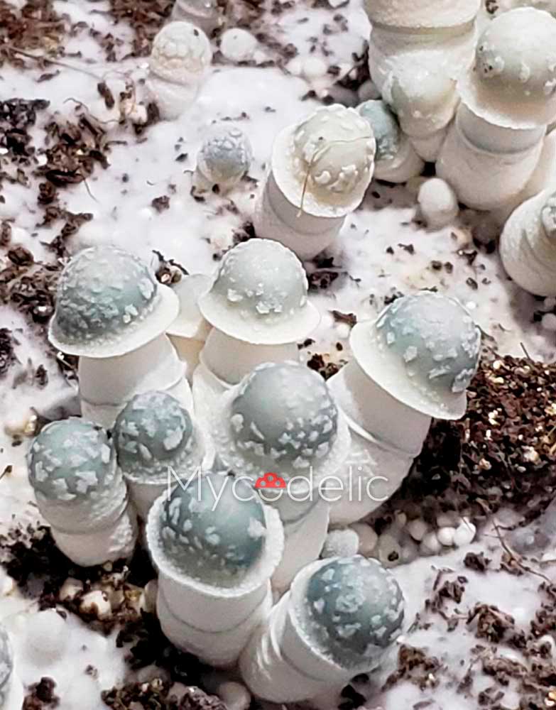 Albino Penis Envy (APE) - Jeringa de Esporas 10ml
