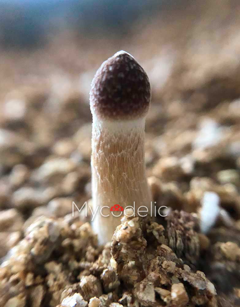 Huautla - Jeringa de Esporas 10ml