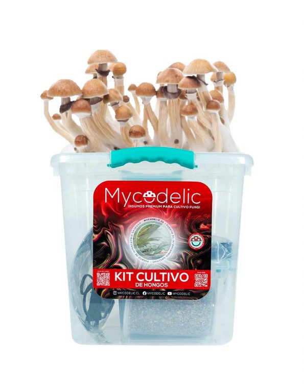 kit-cultivo-hongos-m-plus-fungi