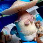 psilocybe-cubensis-white-rabbit